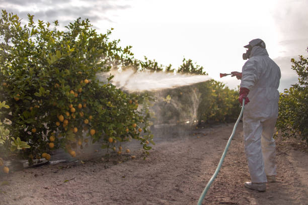 Best Termite Control Services  in Valdez, AK